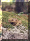 toad.jpg (54062 bytes)